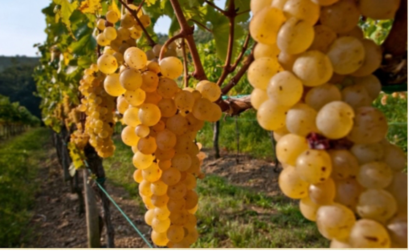 Verduzzo Giallo grapes on the vine