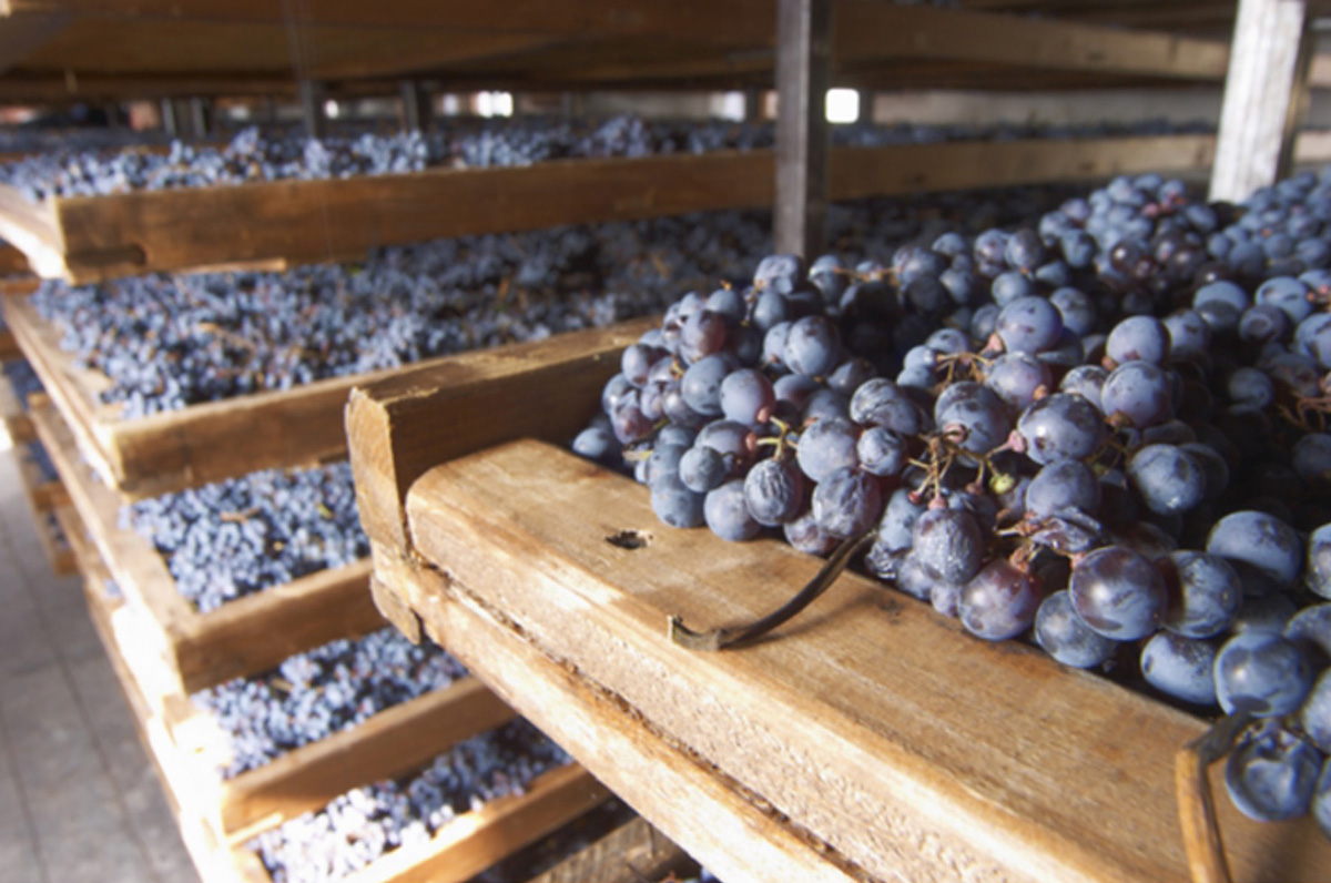 Grapes during the Appassimento - Veneto