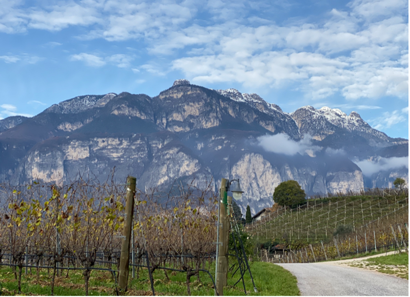 Vineyards north of Trento