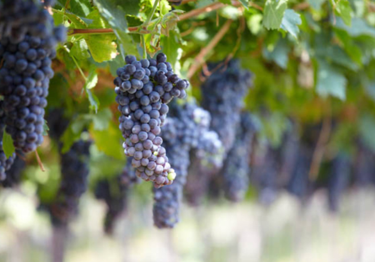 Corvina grapes on the vine - Veneto