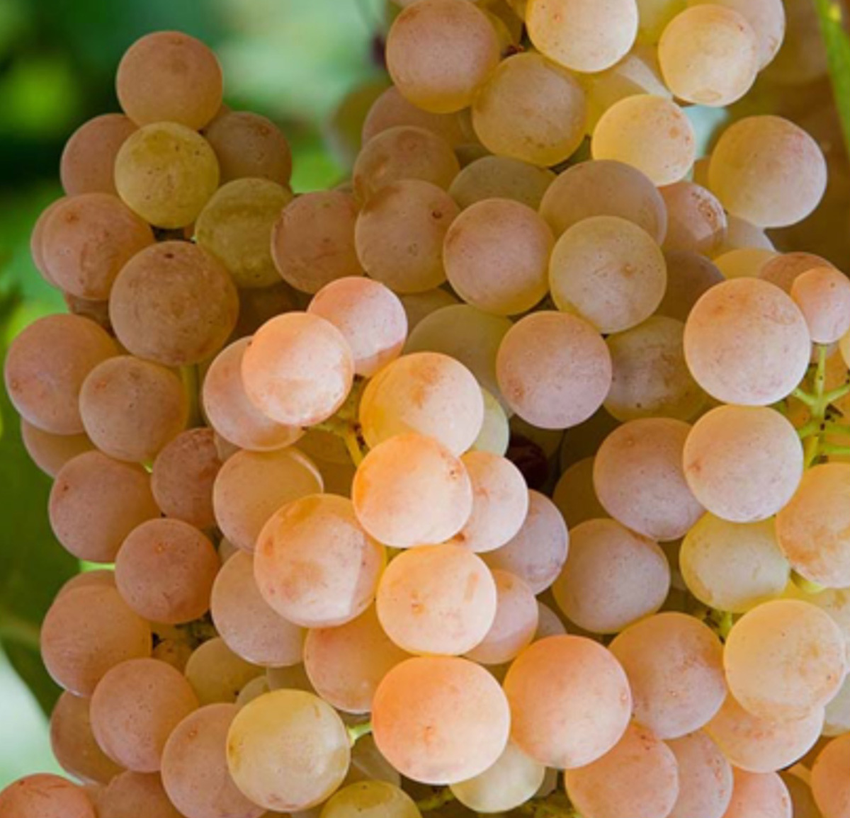 Garganega grapes - Veneto