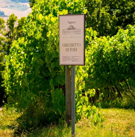 Grechetto di Todi vineyards - Umbria