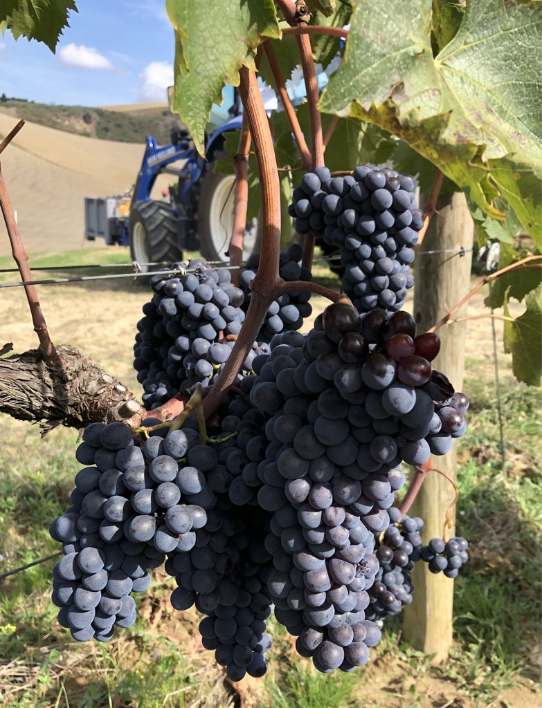Sangiovese Grosso grapes on the vine - Toscana – Part 1