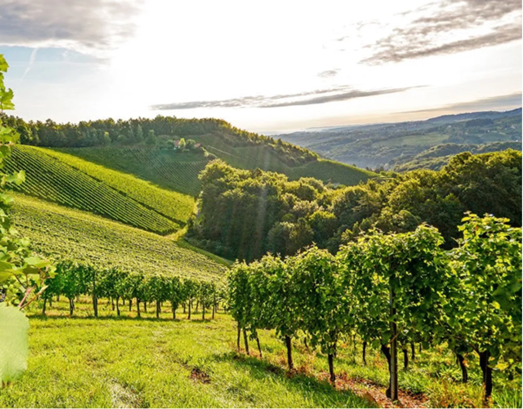 Vineyards in Colli Piacentini - Emilia Romagna