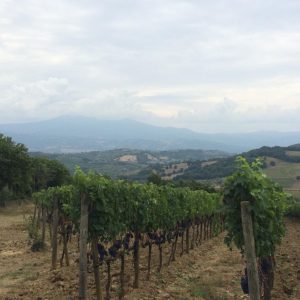 d 300x300 - 6 Reasons to Book a Private Wine Tour with Vinotalia