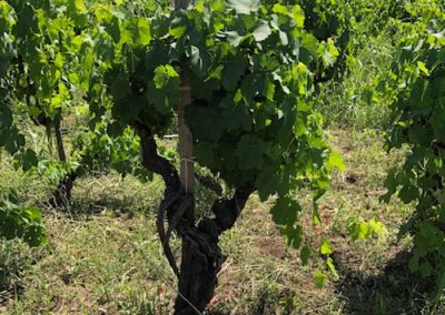 grape vine 400x284 - Gallery