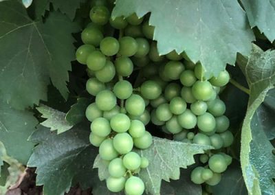 grapes 400x284 - Gallery