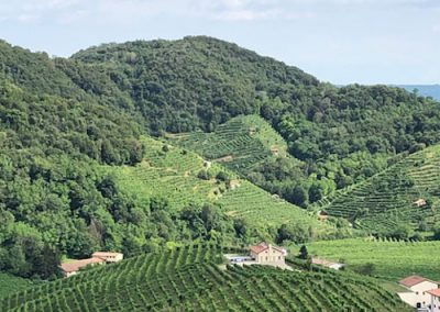 mountains and vines 400x284 - Gallery