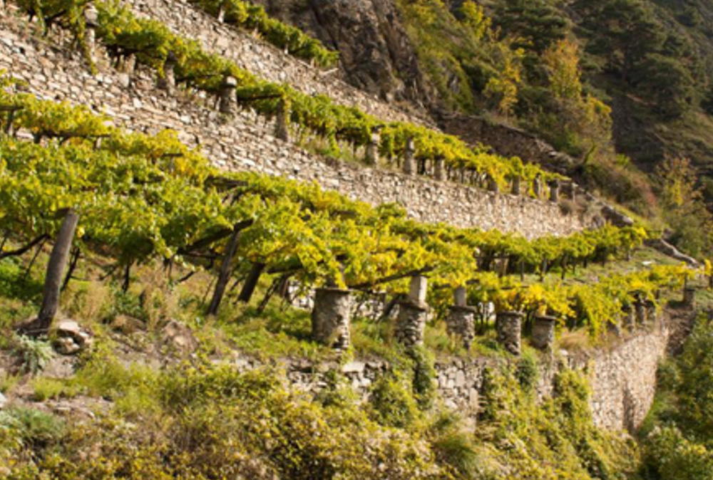 terraced vineyards - Valle d’Aosta
